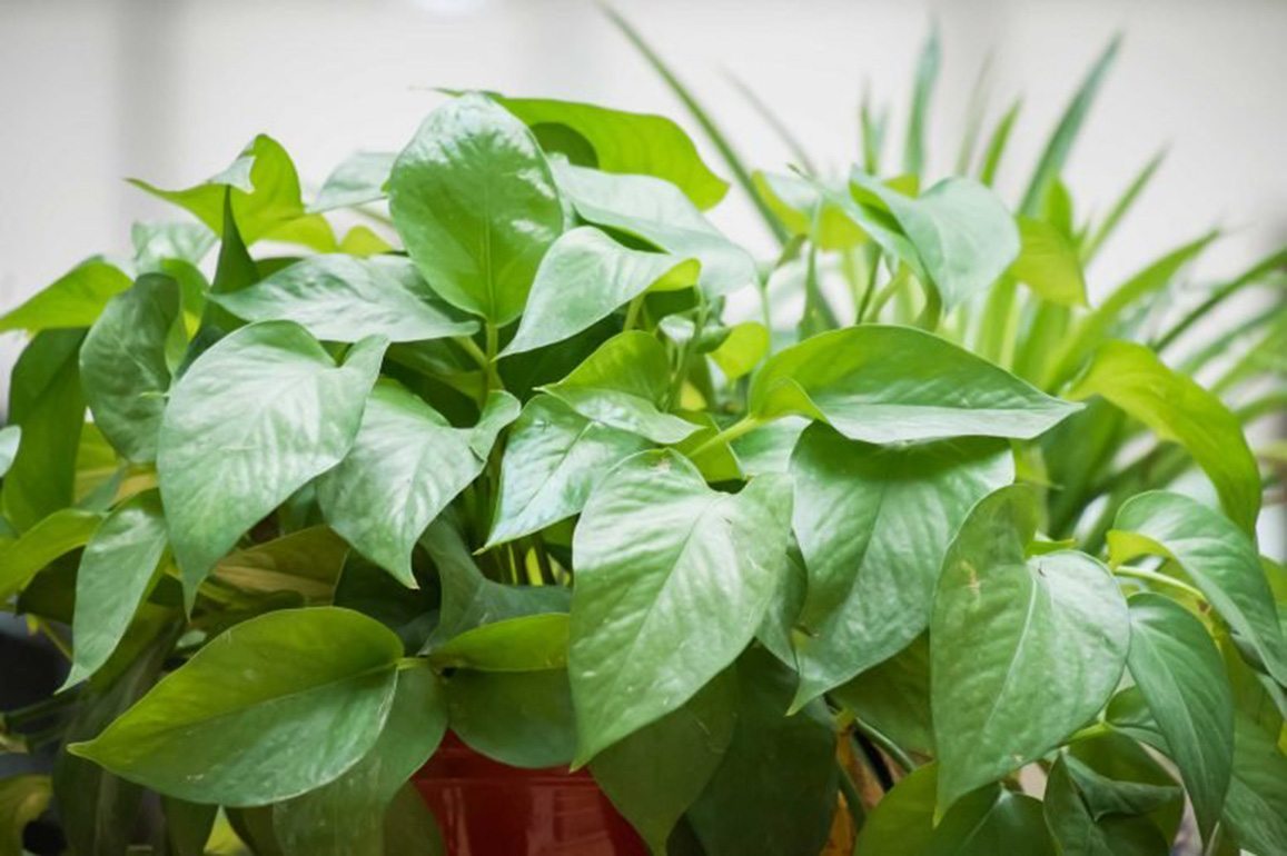 Brighten up houseplants