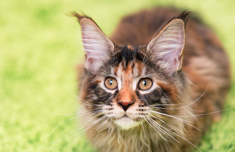 Maine Coon Cat