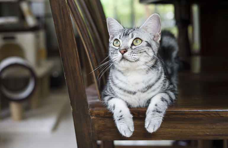American Shorthair