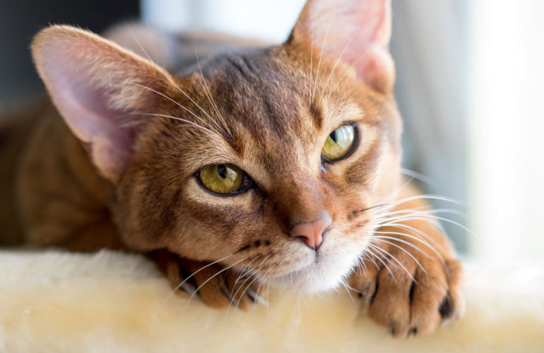 A purring cat equals a happy cat