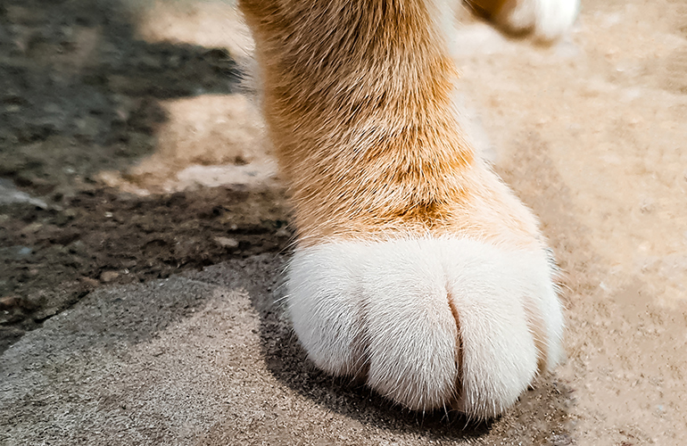 Declawing is not harmful