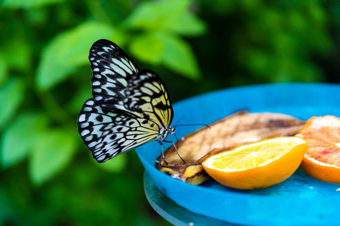 Attract butterflies and birds