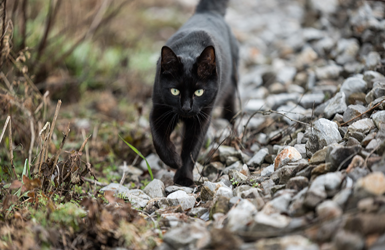 Indoor cats live longer