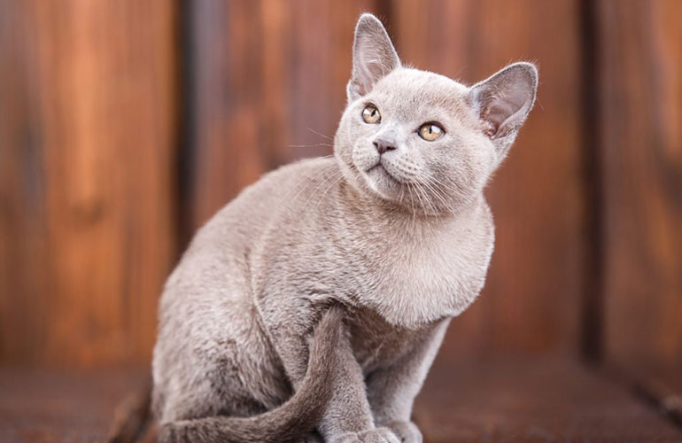 European Burmese
