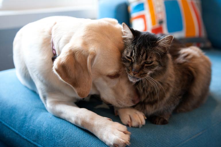 Cats and dogs can’t get along