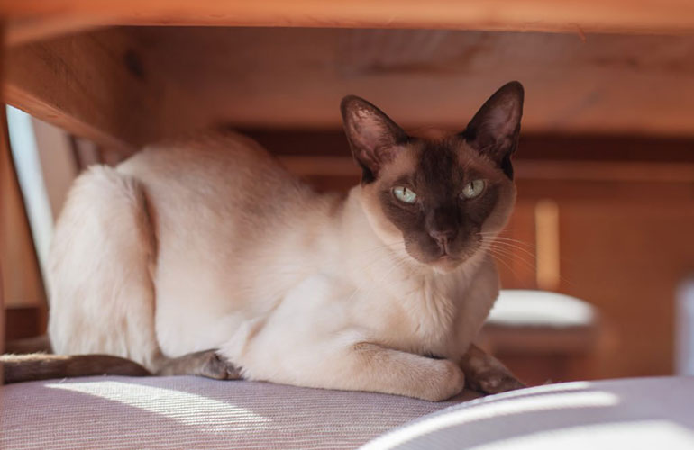 Tonkinese