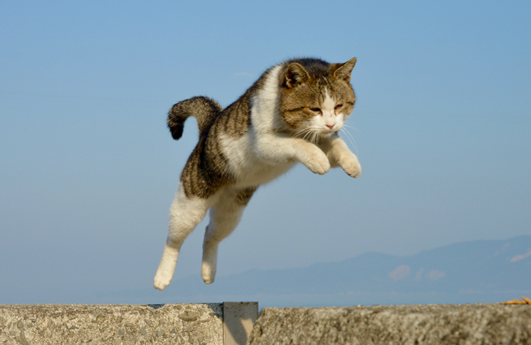 Cats always land on their feet