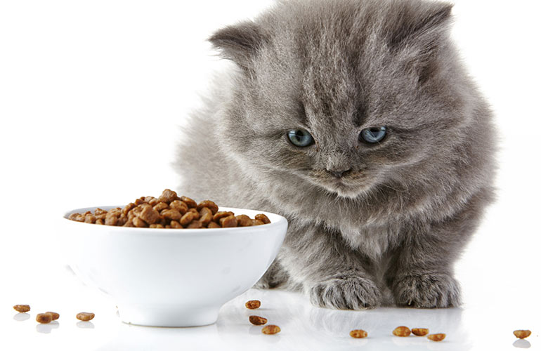 Dry food is better than wet food