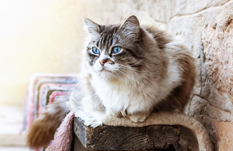 Ragdoll