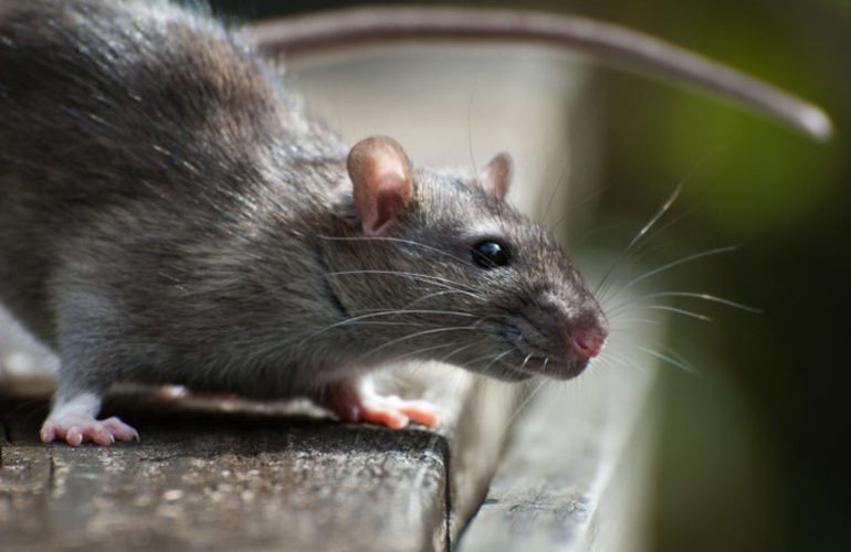 Need a mousetrap?
