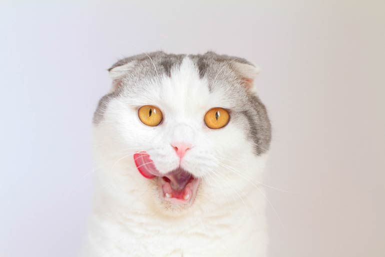 All cats love catnip