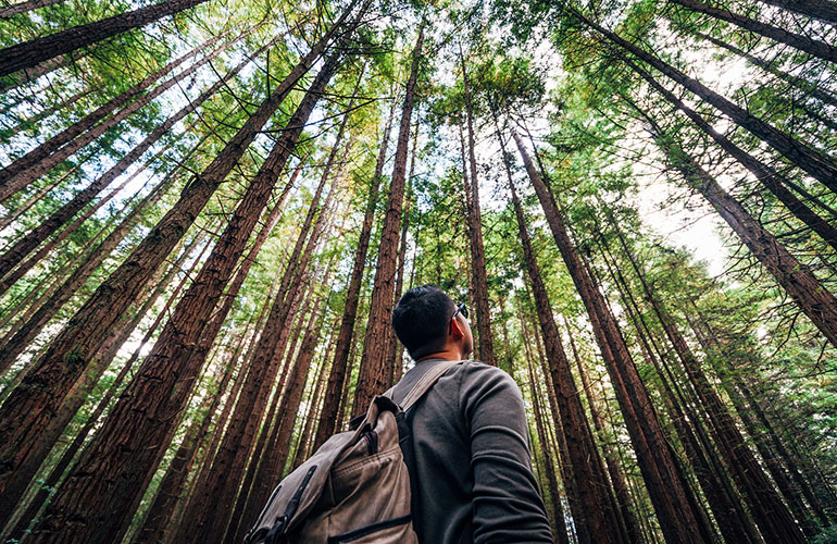 Stare at trees