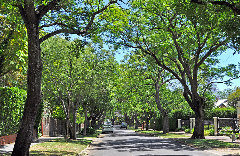 Try to live near trees