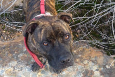 staffordshire bull terrier