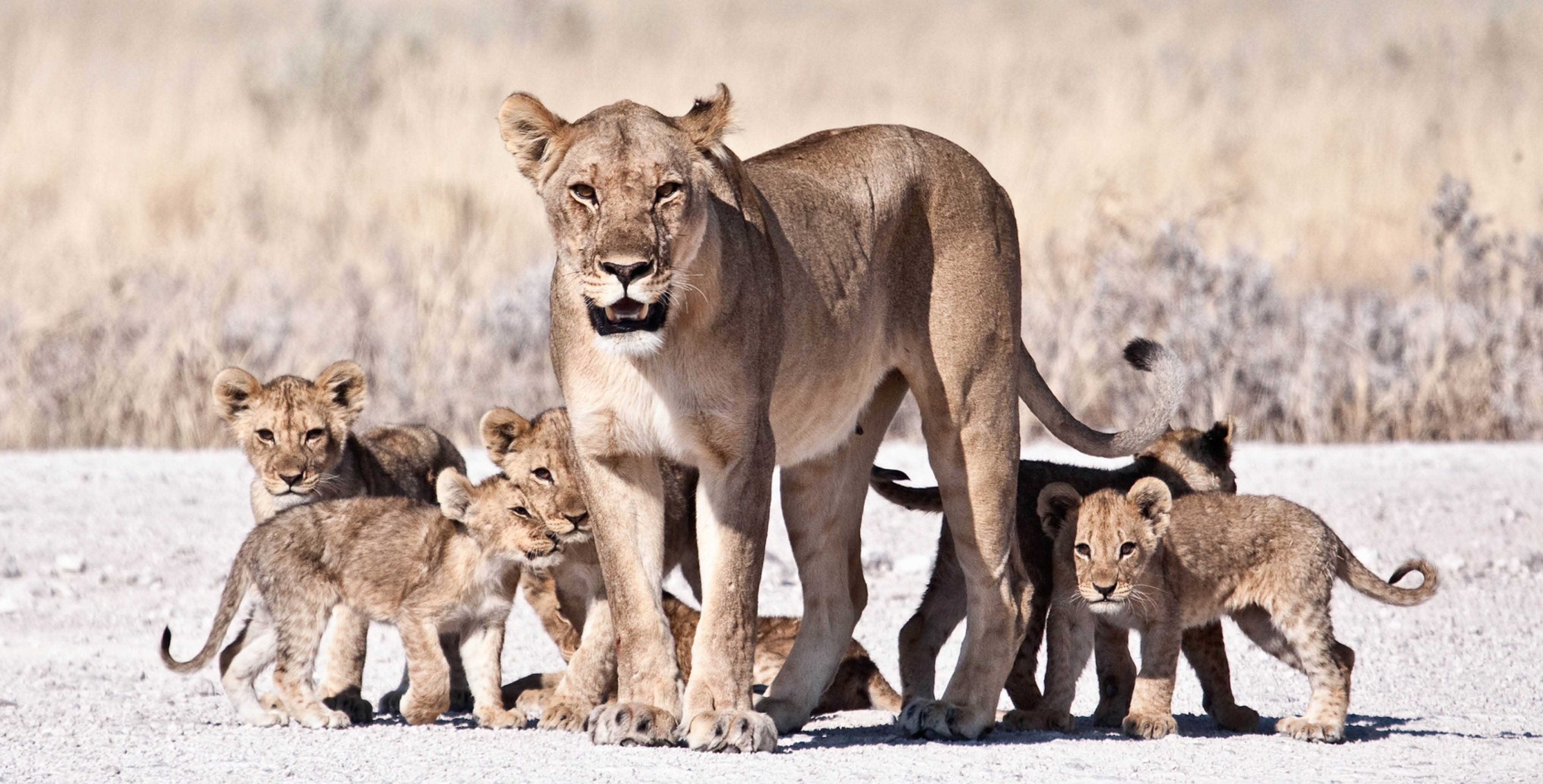 We've rounded up the year's most stunning wildlife photos