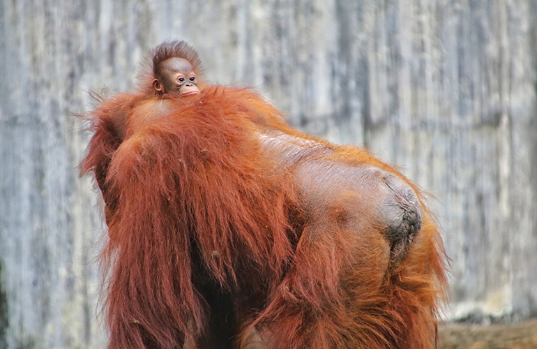 Endangered orangutan and her baby