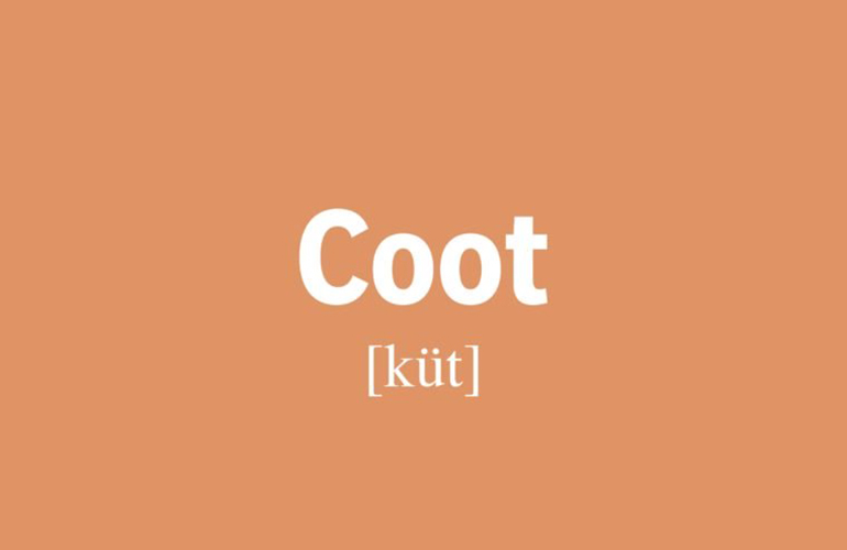 Coot