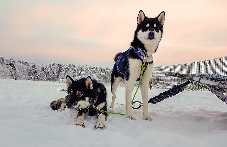 Huskie sled duo