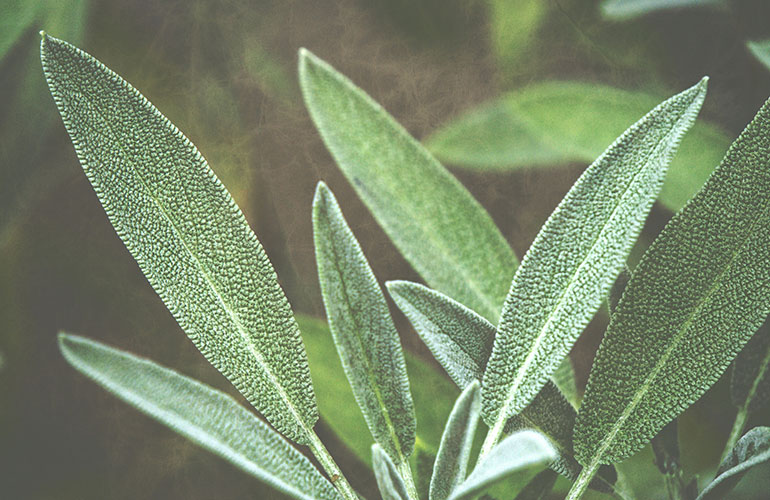 Sage mouthwash