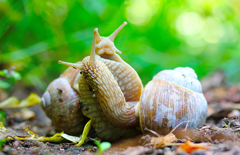 Love-making snails