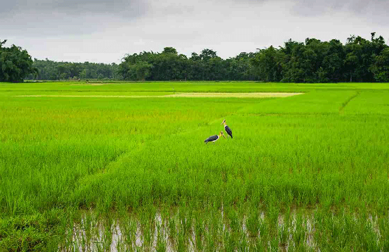 Jorhat