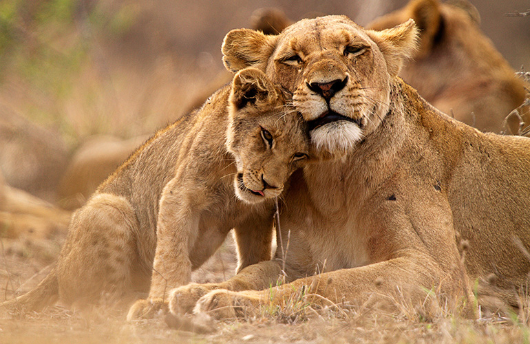 Mama lion love