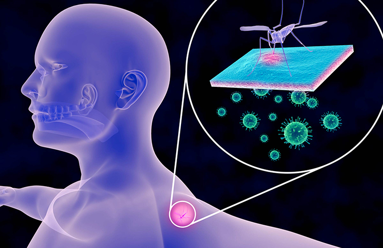 Mosquitoes like Type O blood