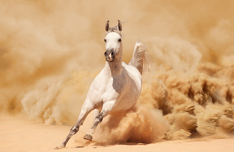 Left in the dust