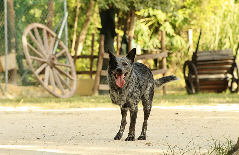 There might be reasons to consider dogs that others have rejected