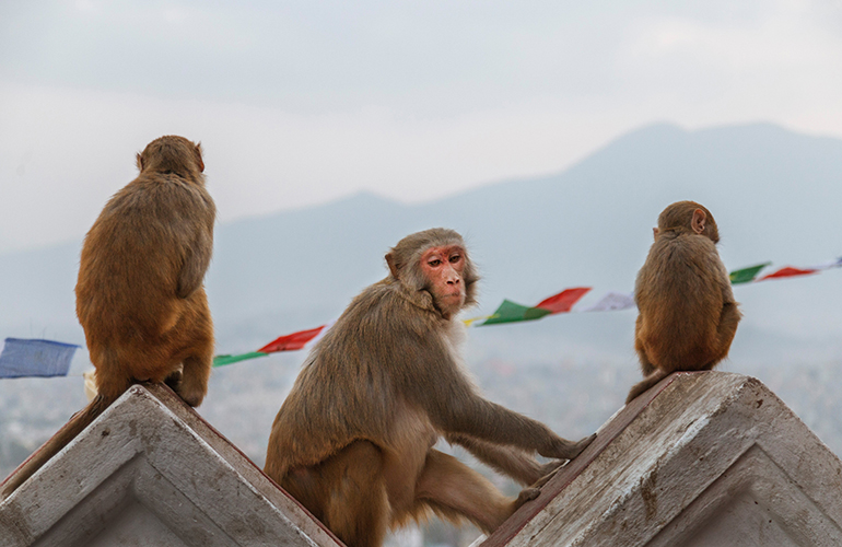 Surveying their land