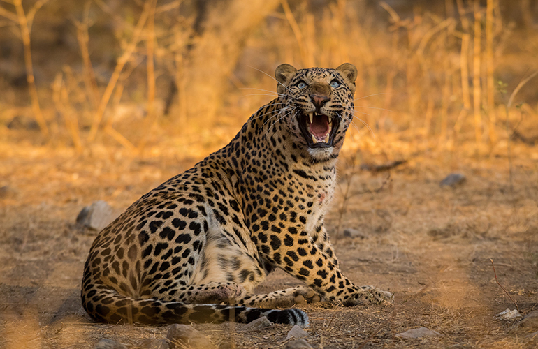 Fierce leopard