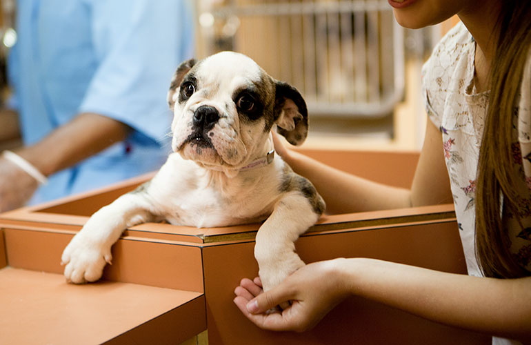 15 things dog shelters need you to know
