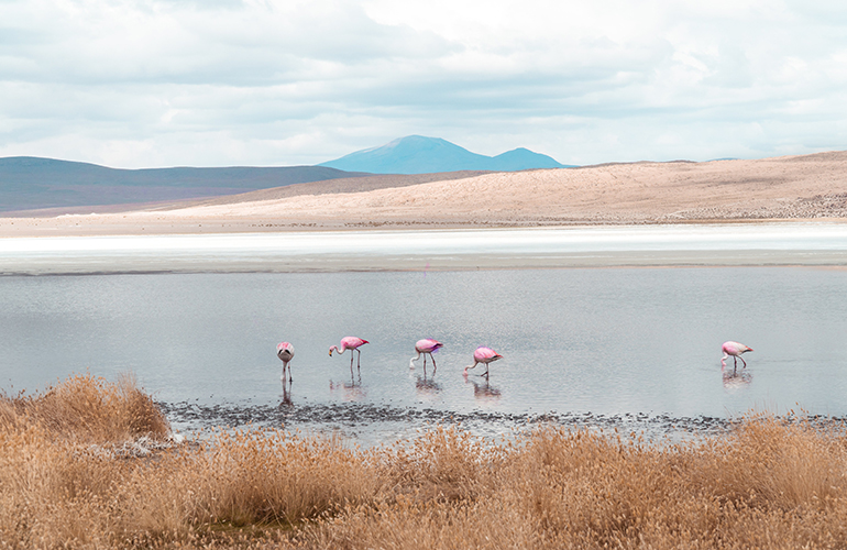 Flamingos in the salt flats