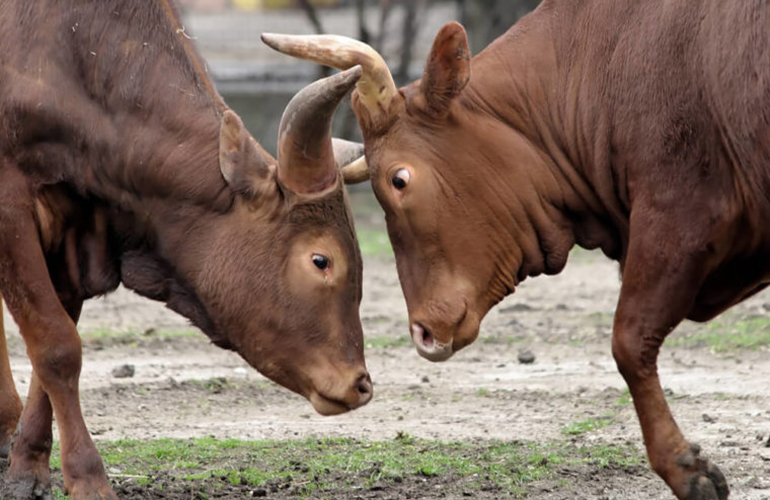 What’s ironic about bullfighting?