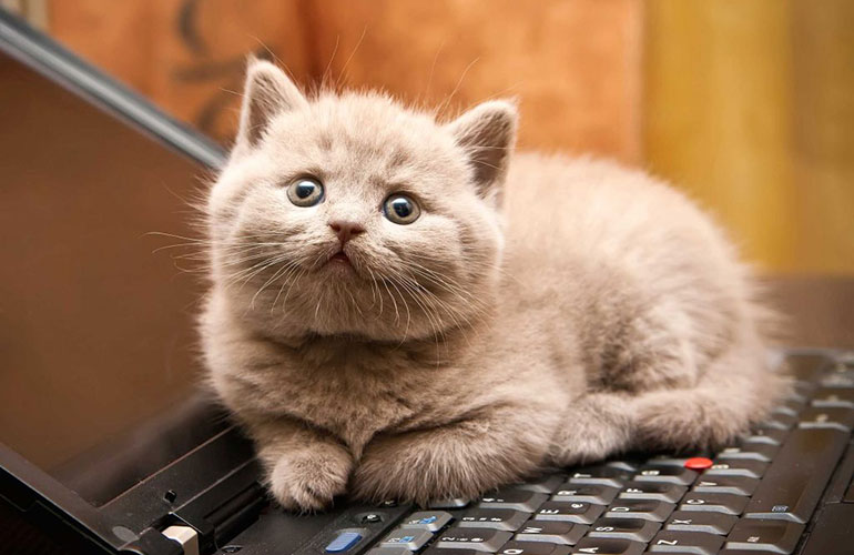 Please do not disturb my nap on your laptop or keyboard