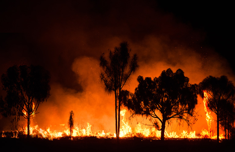 The sixth mass extinction