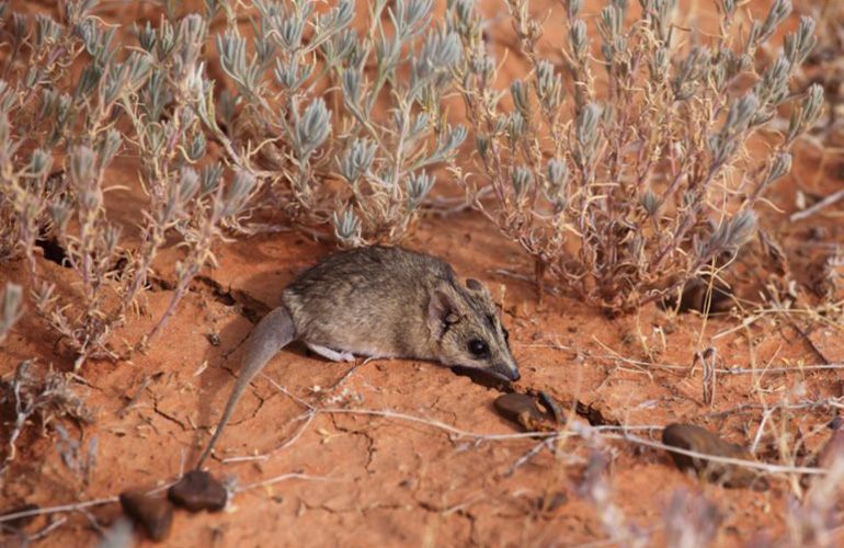 Dunnart (Sminthopsis aitkeni)
