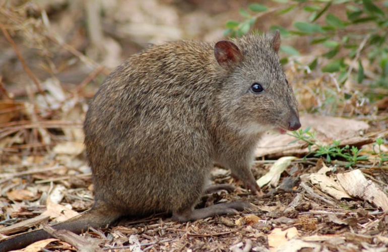Long-nosed potoroo (Potorous tridactylus)