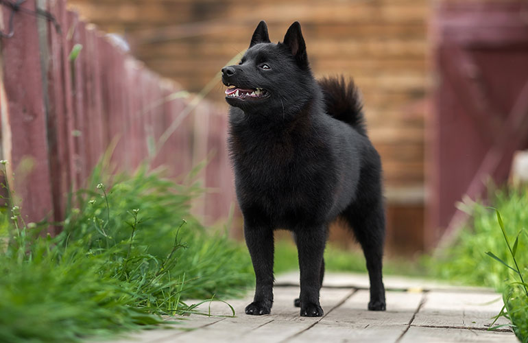 Schipperke