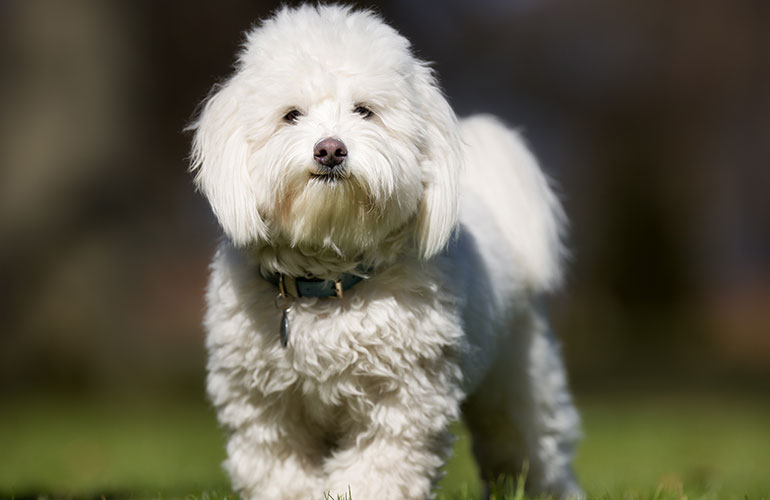 Coton de Tulear