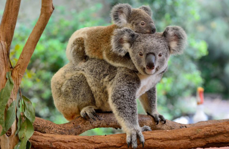 Koala (Phascolarctos cinereus)