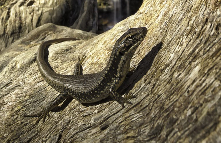 Blue mountains water skink (Eulamprus leuraensis)