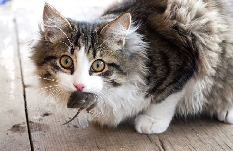 Don’t freak out when I bring you dead animal or insect ‘gifts’