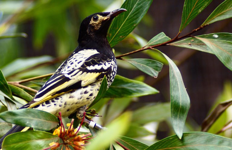 Regent honeyeater (Anthochaera phrygia)