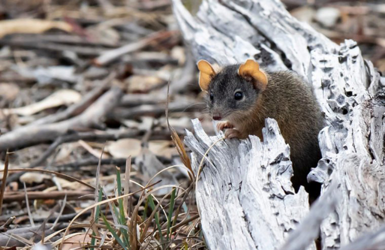 Silver-headed antechinus (Antechinus argentus)