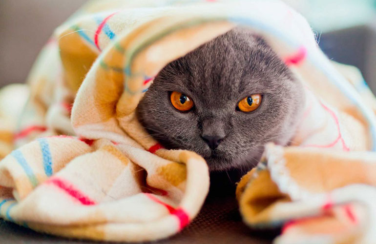 We cats have no problems with (our) nudity