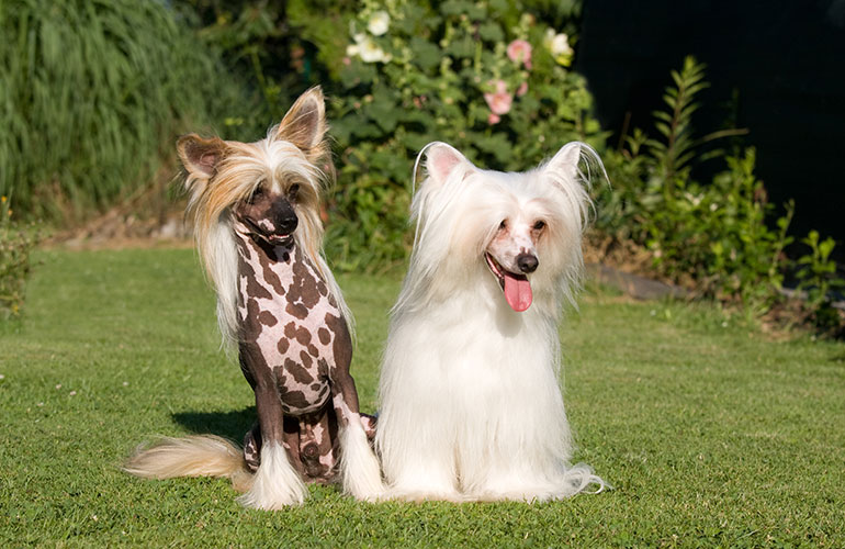 Chinese Crested
