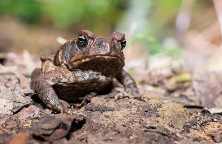 Hip-pocket frog (Assa darlingtoni)