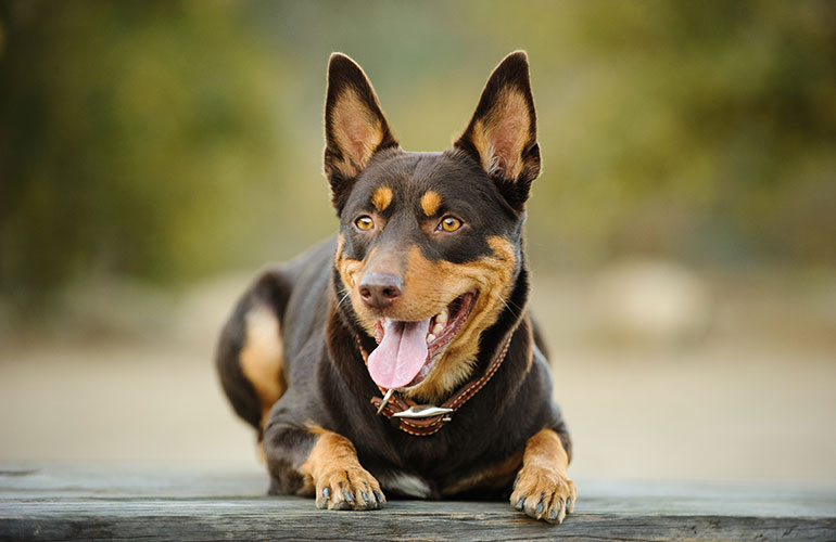 Australian Kelpie