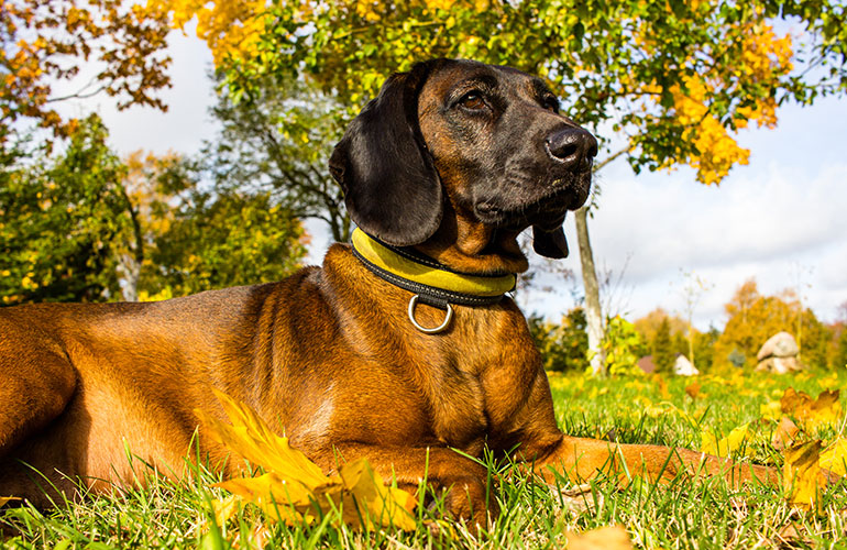 Bavarian Mountain Scent Hound